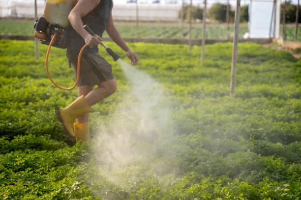 Best Exterminator Services  in Davis Junction, IL