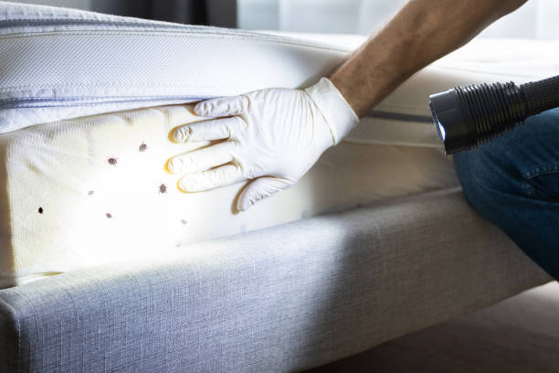 Best Affordable Pest Control Services  in Davis Junction, IL
